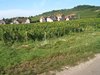 Vigne grand crus de Bourgogne